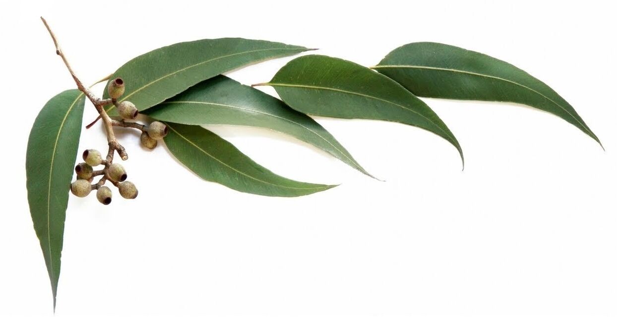 Hondrolife bevat etherische olie van eucalyptus