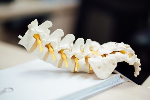 Anatomisch model van de menselijke wervelkolom